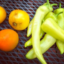 Yellow tomatoes and banana peppers from the garden